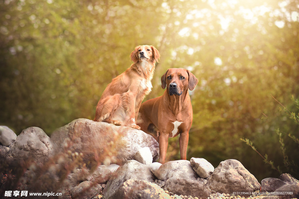 动物 宠物 狗 猫