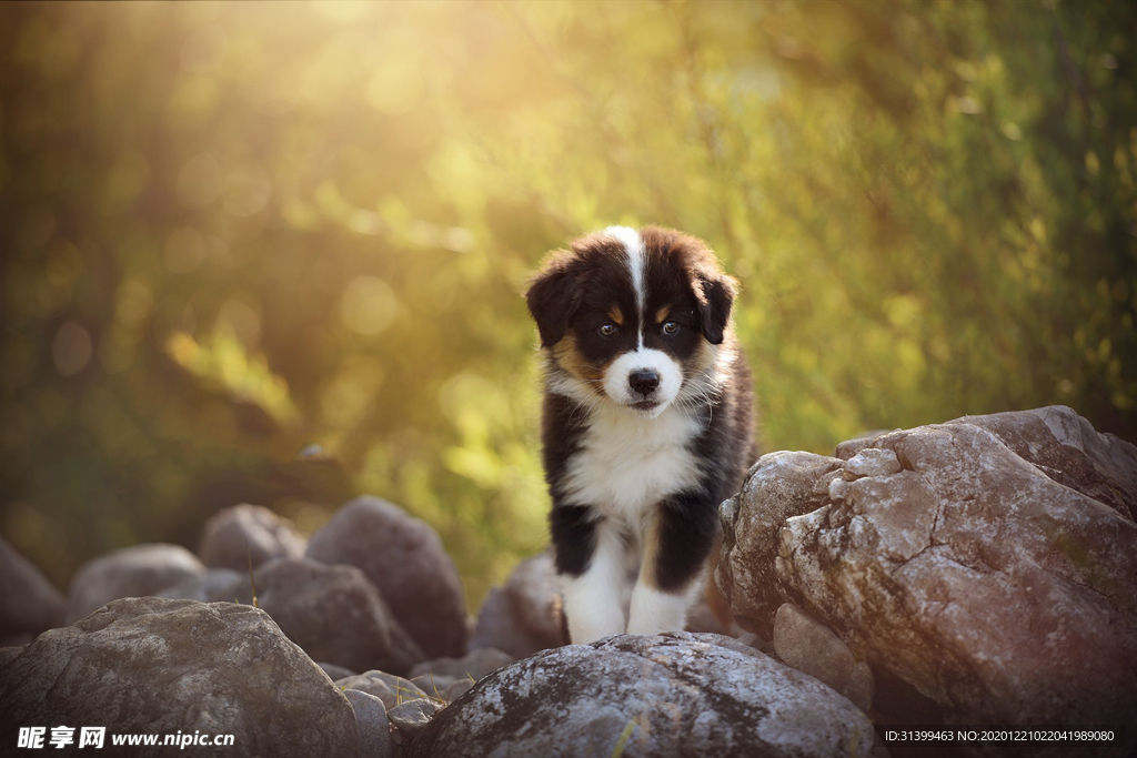 动物 宠物 狗 猫