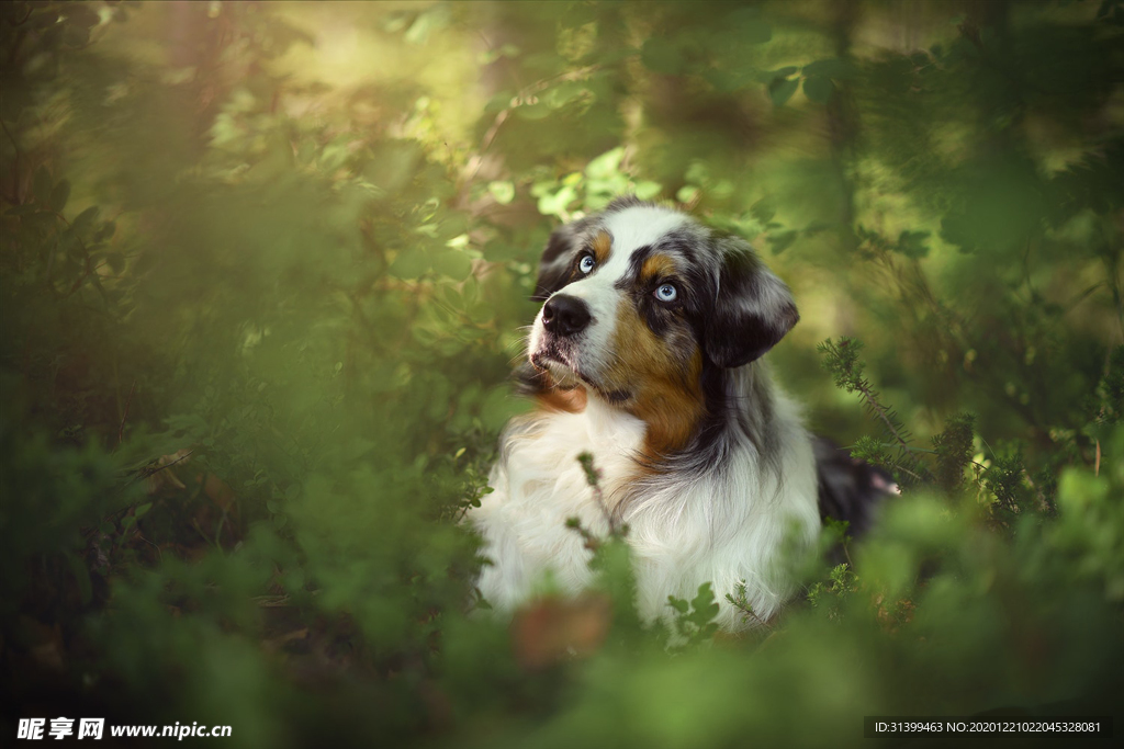 动物 宠物 狗 猫