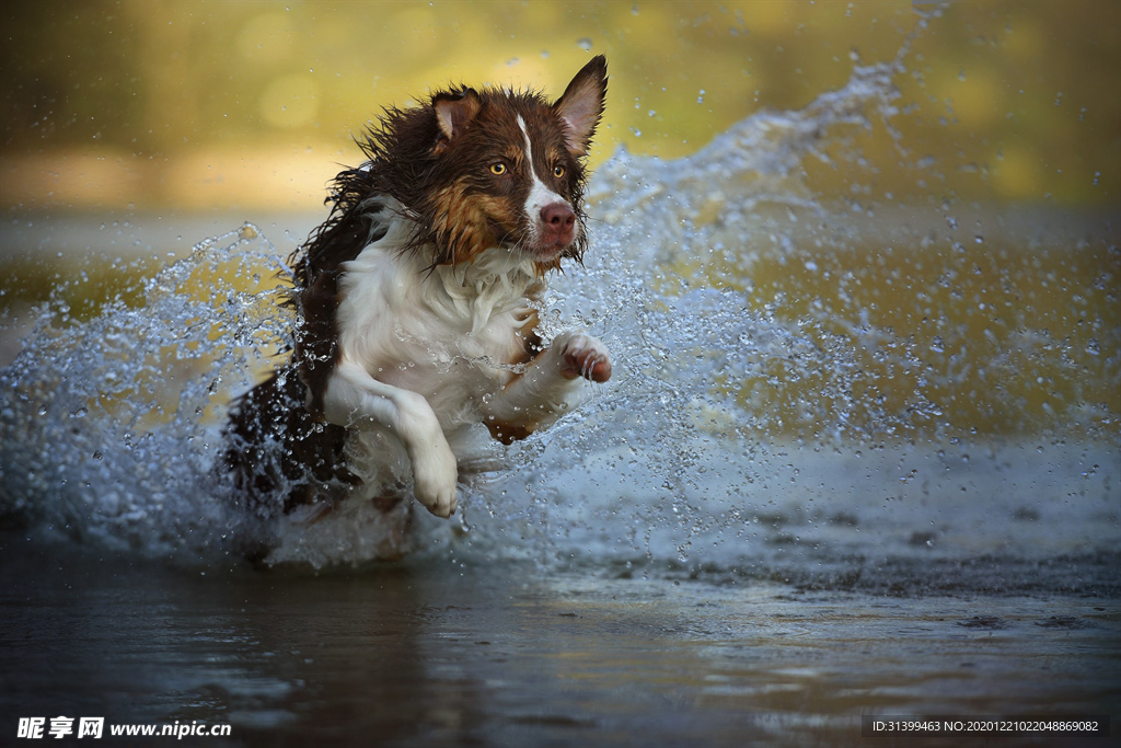 动物 宠物 狗 猫