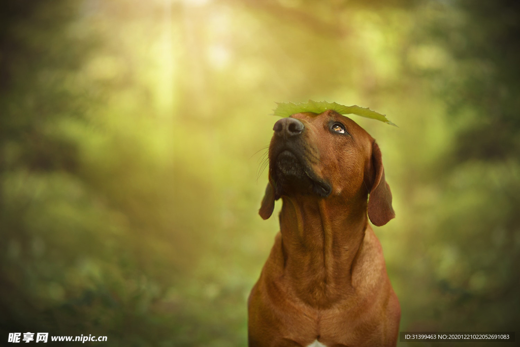 动物 宠物 狗 猫