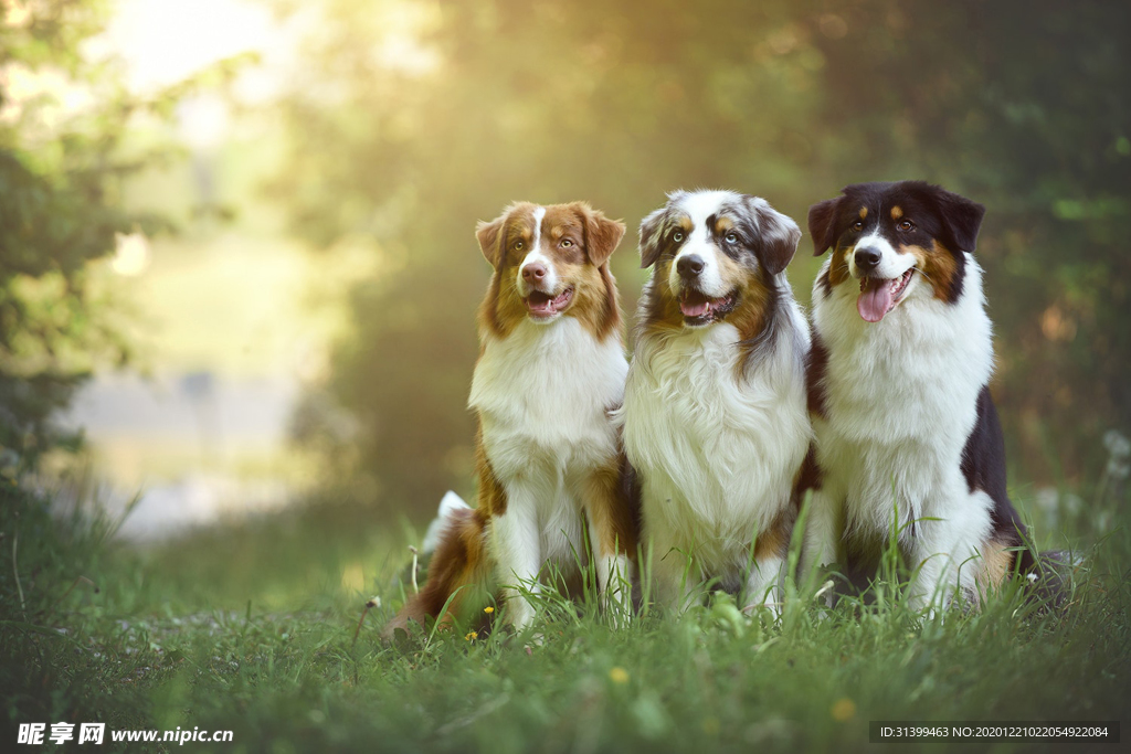 动物 宠物 狗 猫