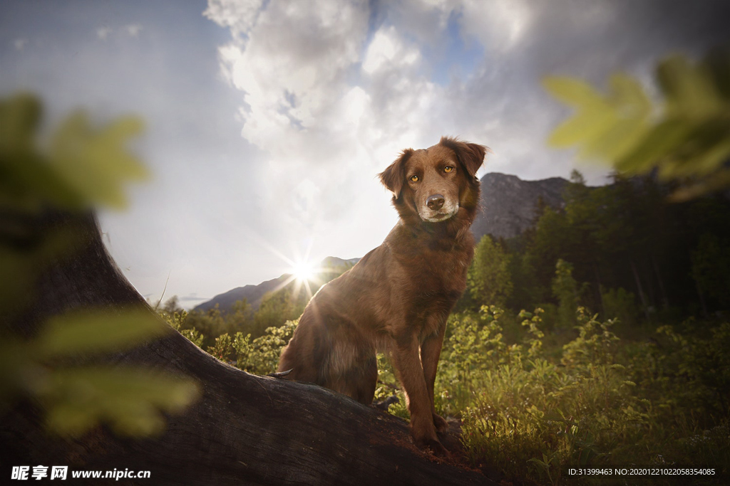 动物 宠物 狗 猫