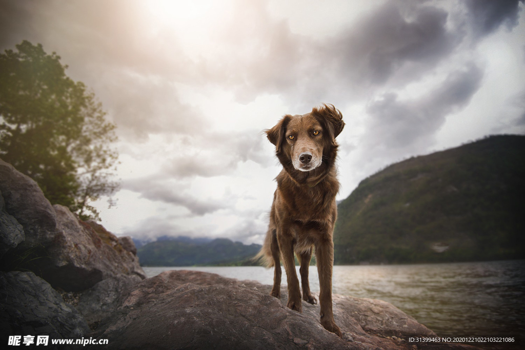 动物 宠物 狗 猫