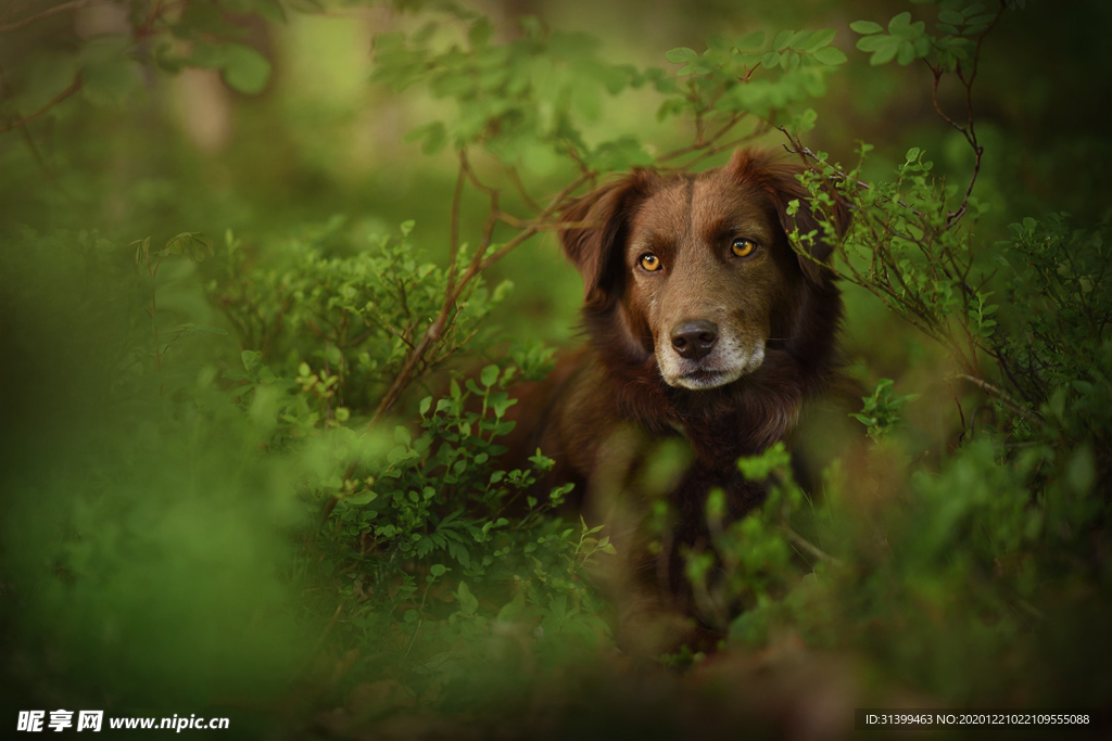 动物 宠物 狗 猫