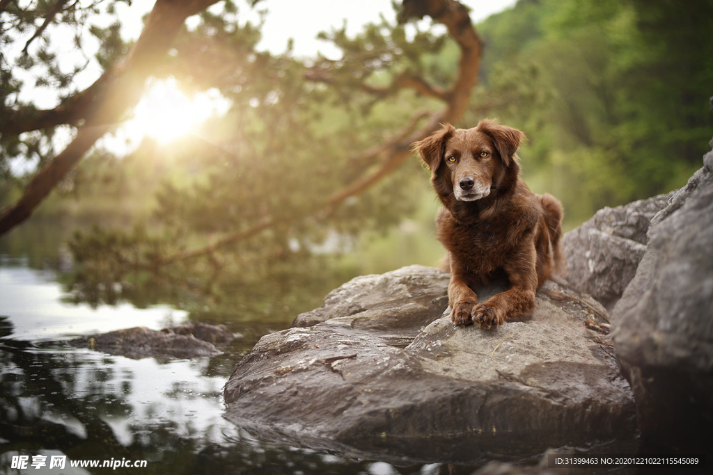 动物 宠物 狗 猫
