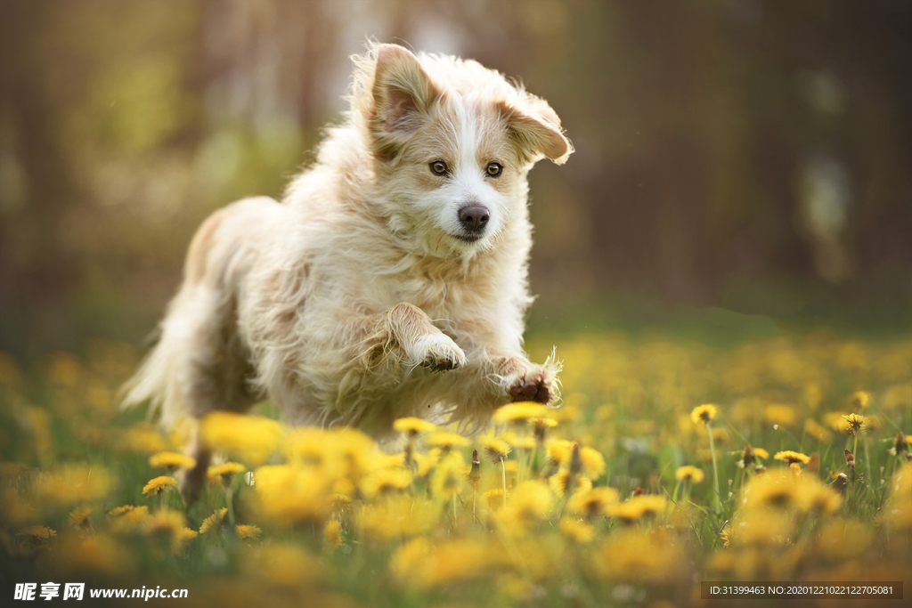 动物 宠物 狗 猫