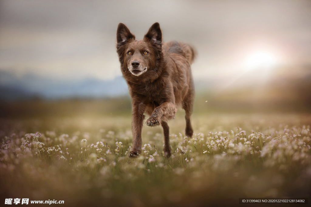 动物 宠物 狗 猫