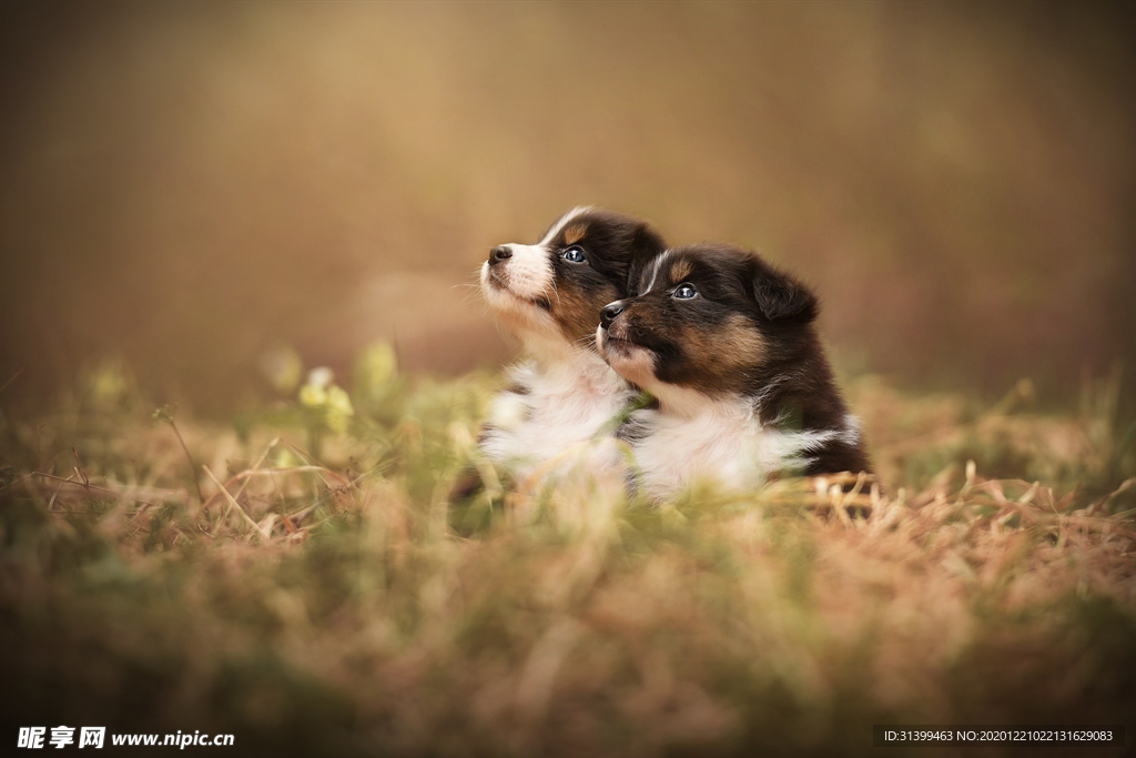 动物 宠物 狗 猫