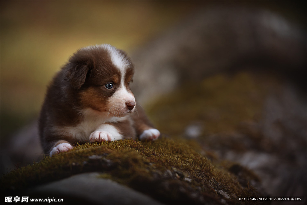 动物 宠物 狗 猫