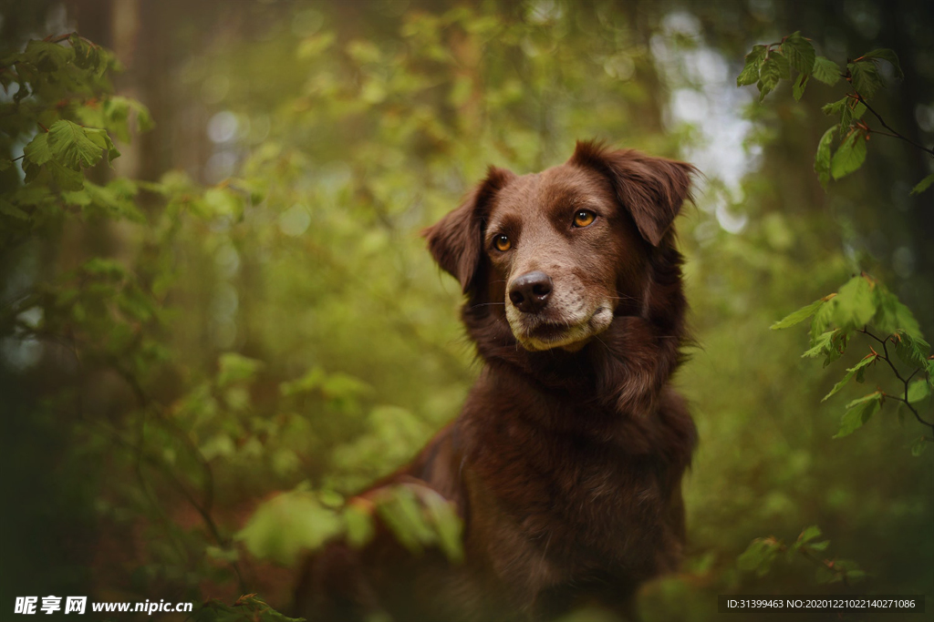 动物 宠物 狗 猫