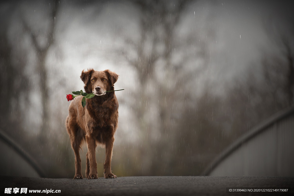 动物 宠物 狗 猫