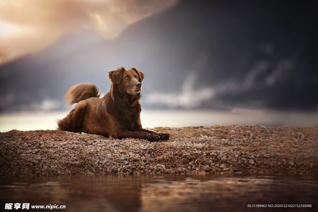 动物 宠物 狗 猫