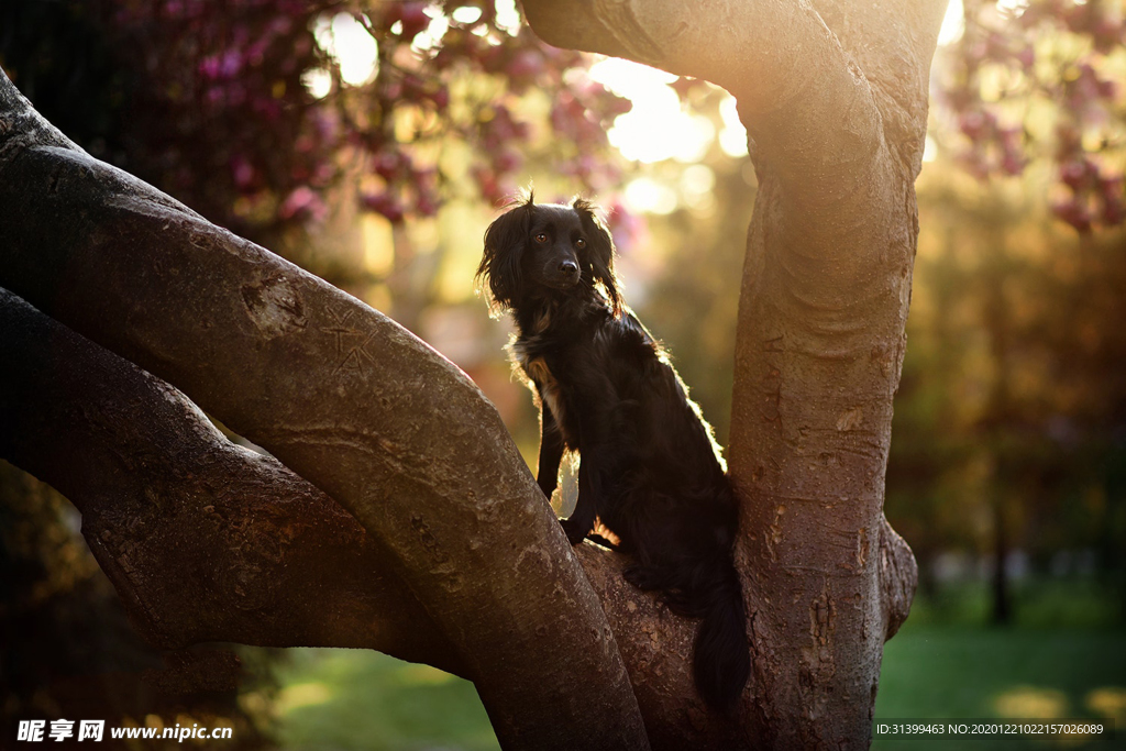 动物 宠物 狗 猫
