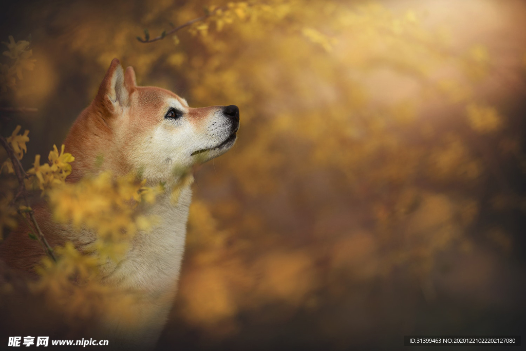 动物 宠物 狗 猫