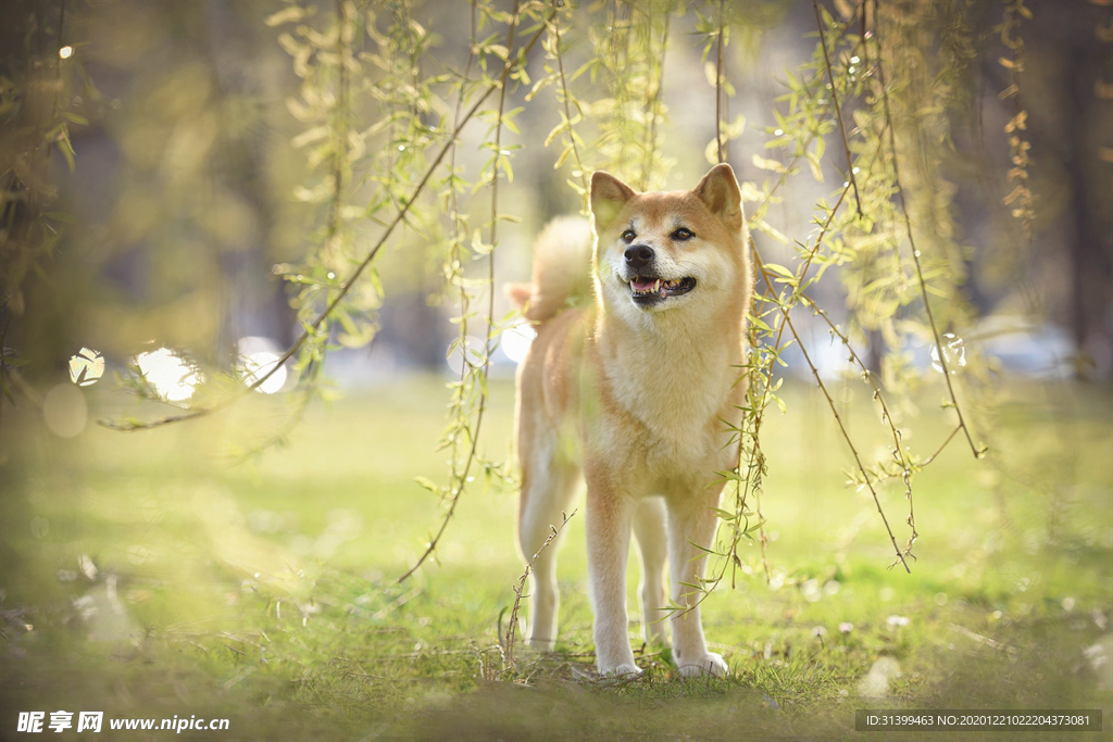 动物 宠物 狗 猫