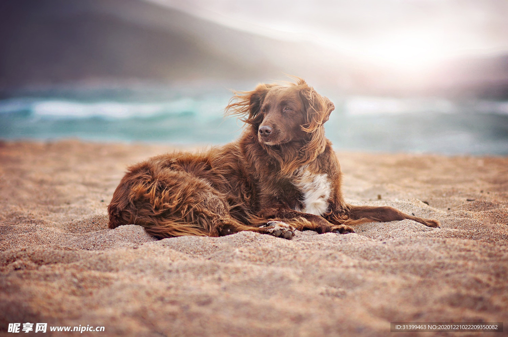 动物 宠物 狗 猫