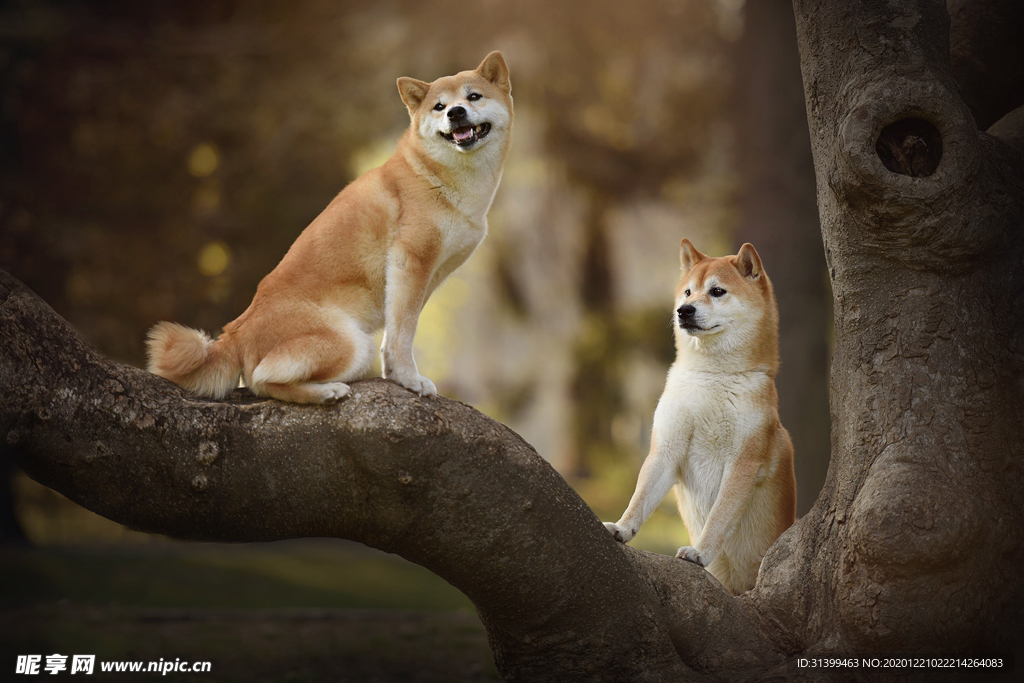 动物 宠物 狗 猫