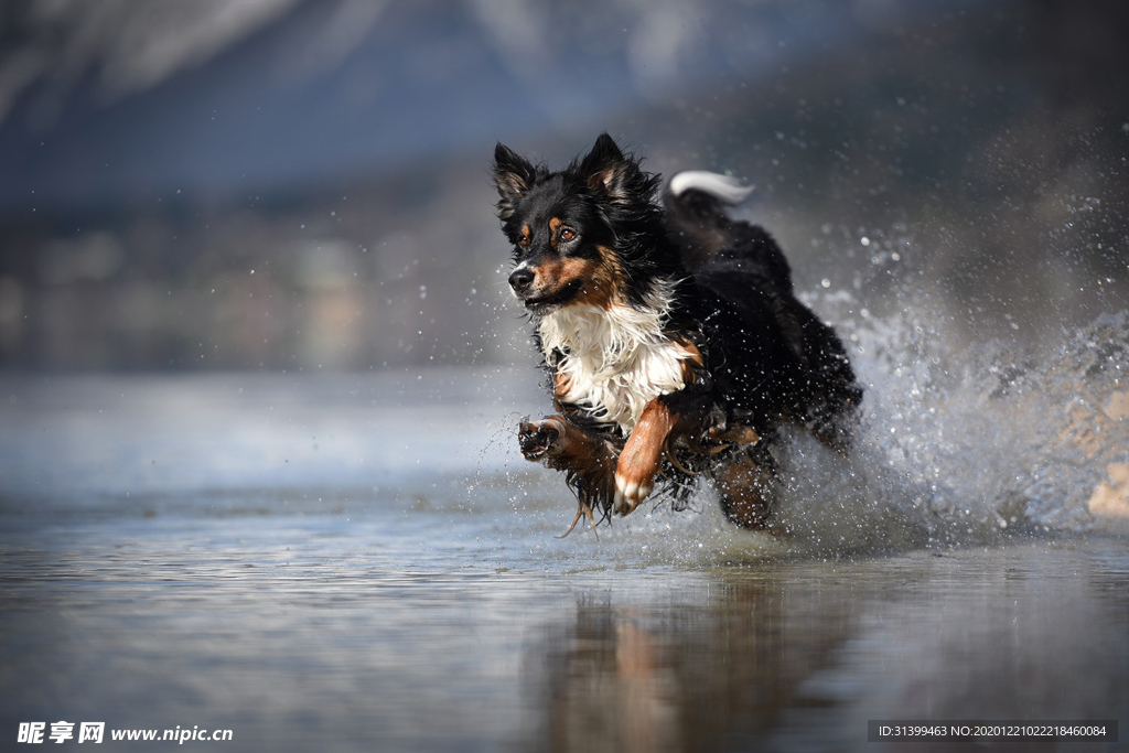 动物 宠物 狗 猫