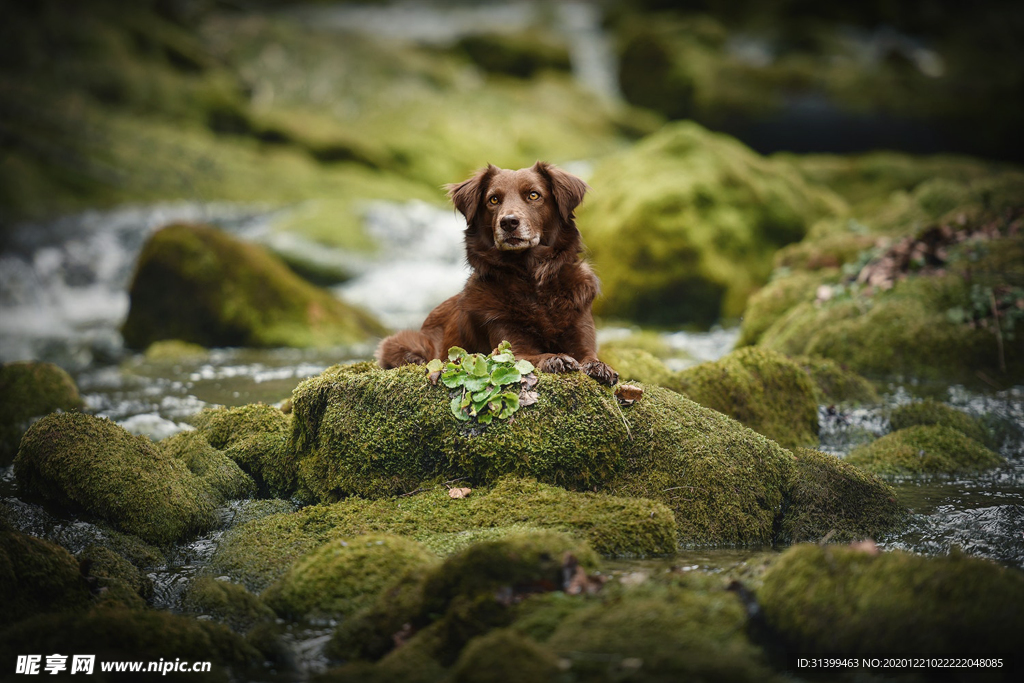 动物 宠物 狗 猫