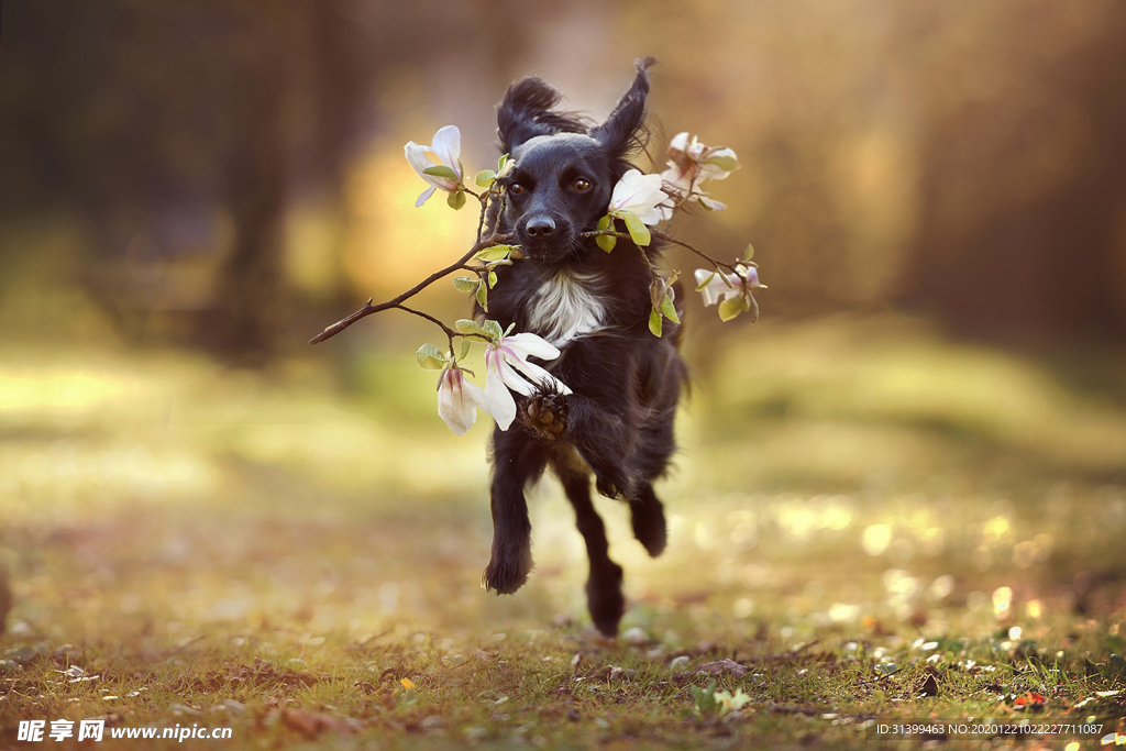 动物 宠物 狗 猫