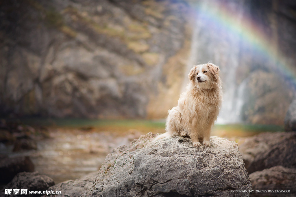 动物 宠物 狗 猫