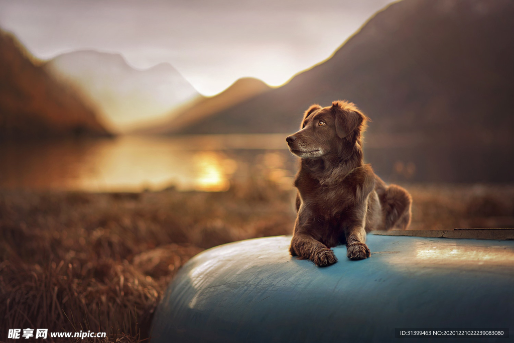 动物 宠物 狗 猫