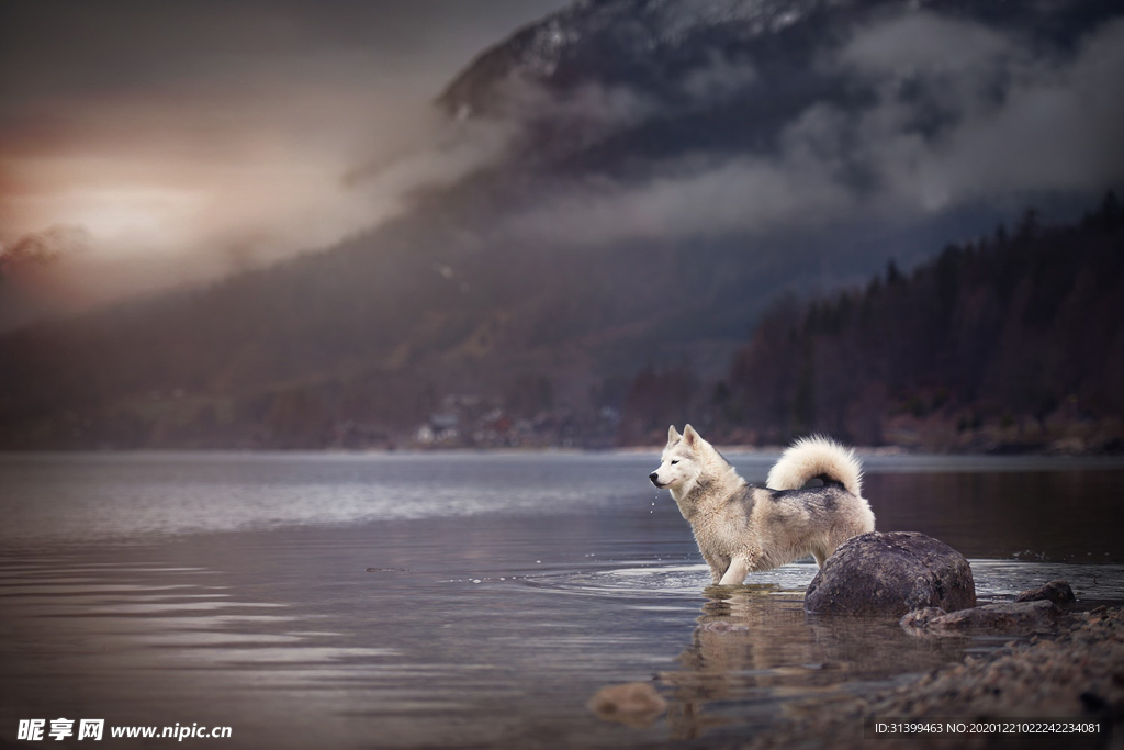 动物 宠物 狗 猫