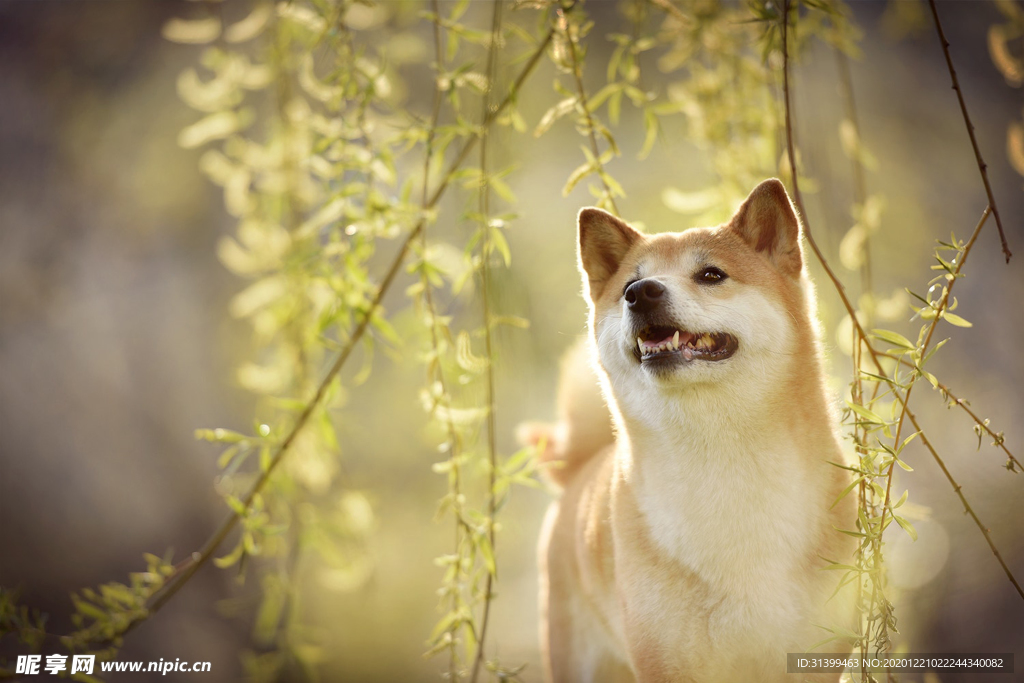 动物 宠物 狗 猫