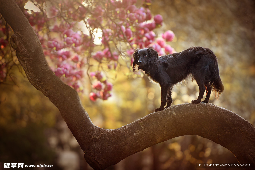 动物 宠物 狗 猫