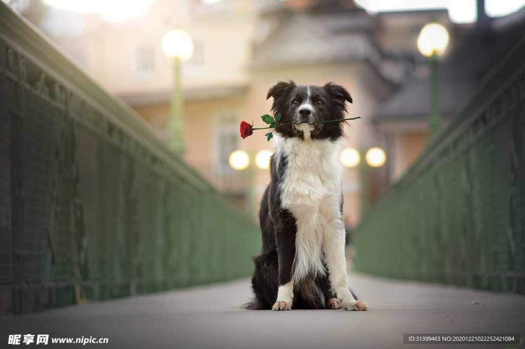 动物 宠物 狗 猫