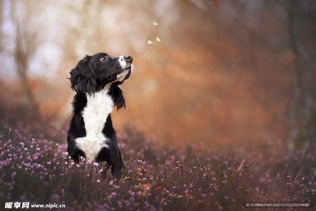 动物 宠物 狗 猫