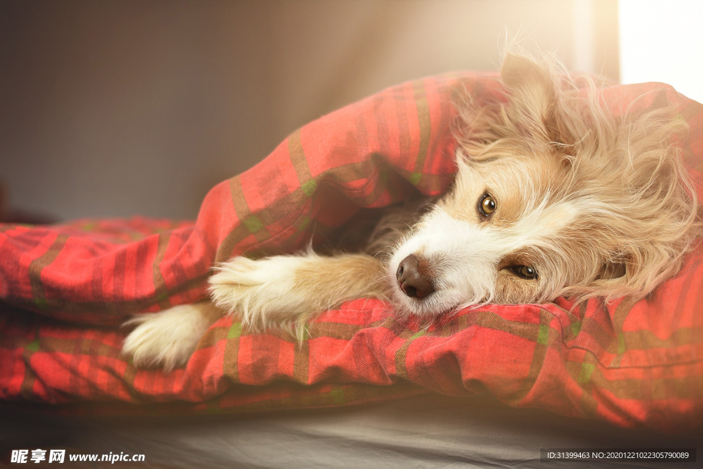 动物 宠物 狗 猫