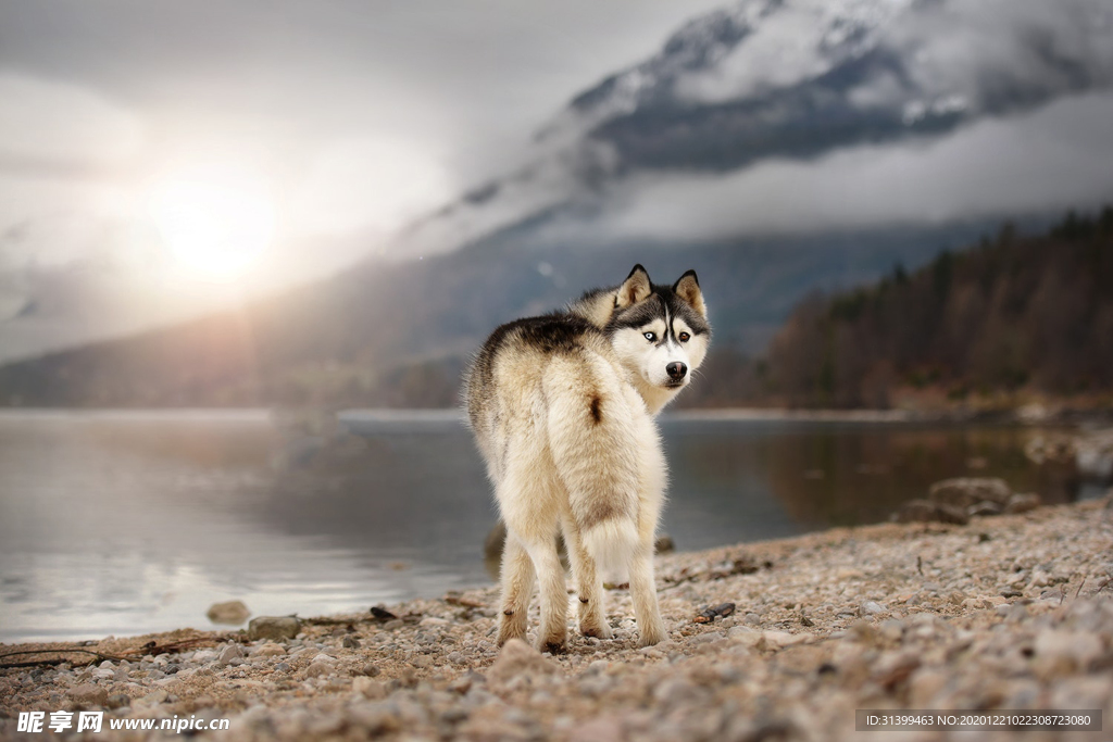 动物 宠物 狗 猫