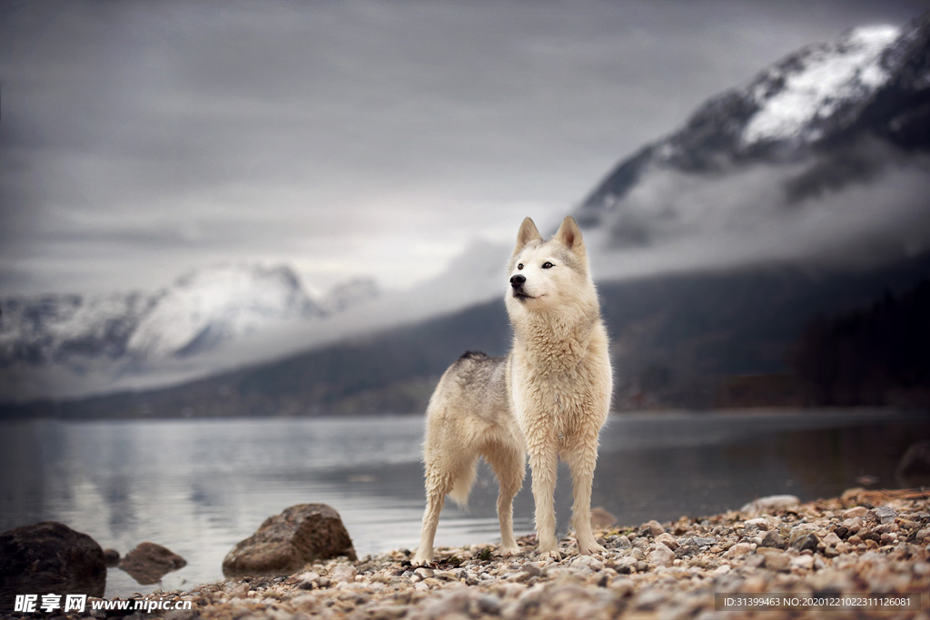 动物 宠物 狗 猫