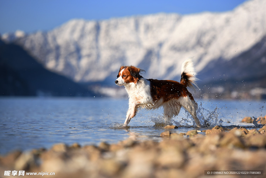 动物 宠物 狗 猫