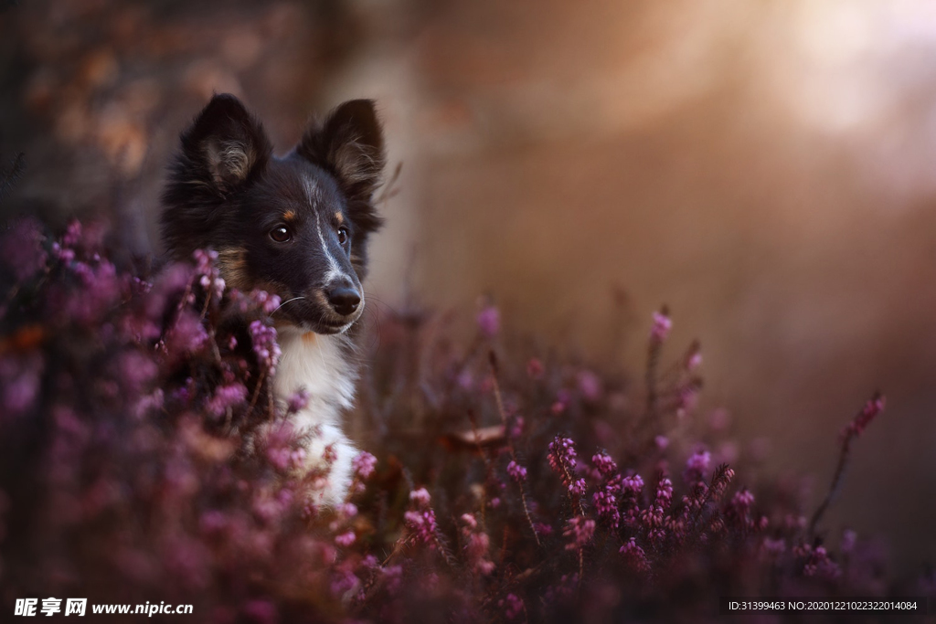 动物 宠物 狗 猫