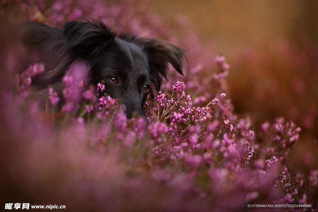 动物 宠物 狗 猫