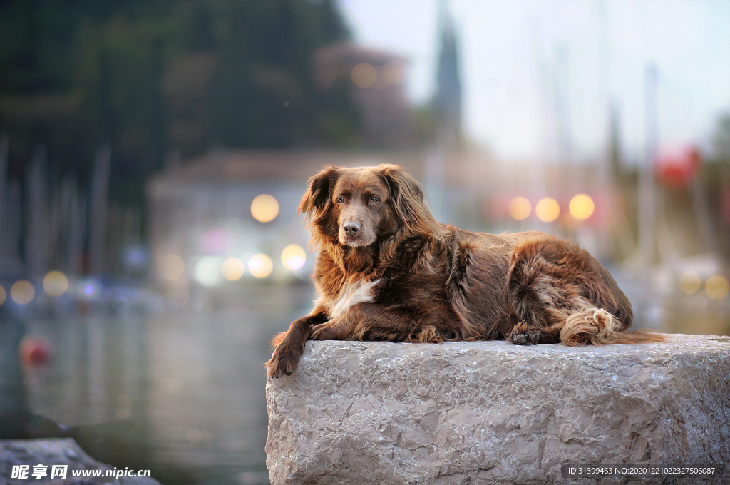 动物 宠物 狗 猫