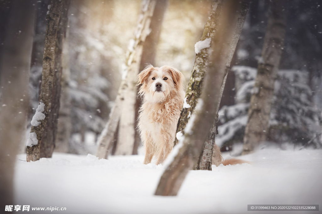 动物 宠物 狗 猫