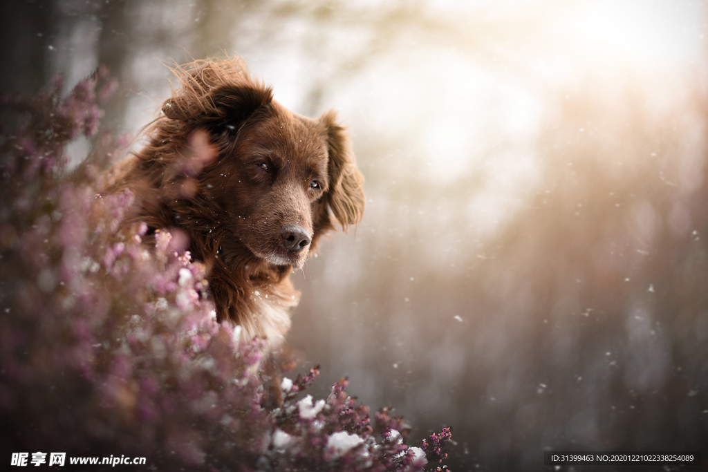 动物 宠物 狗 猫