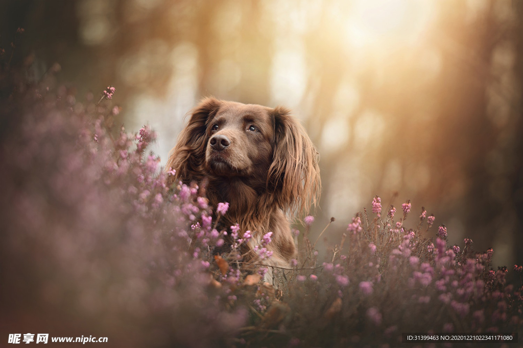 动物 宠物 狗 猫