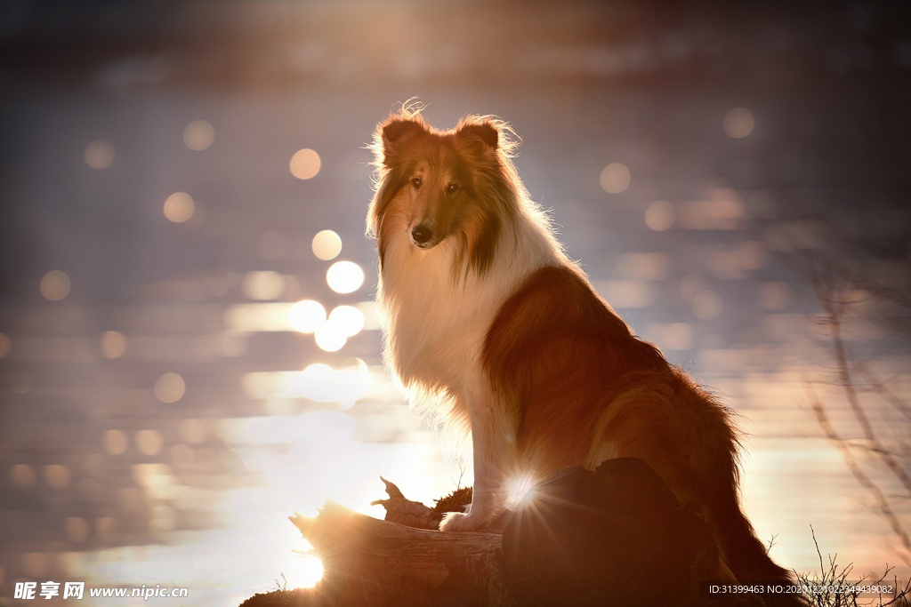 动物 宠物 狗 猫