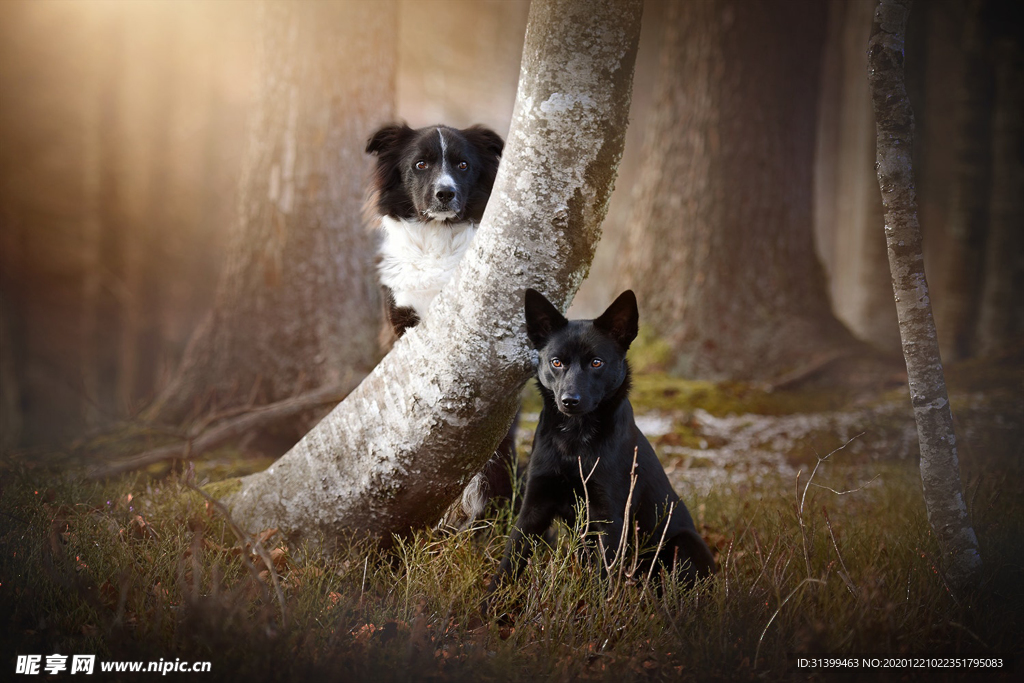 动物 宠物 狗 猫