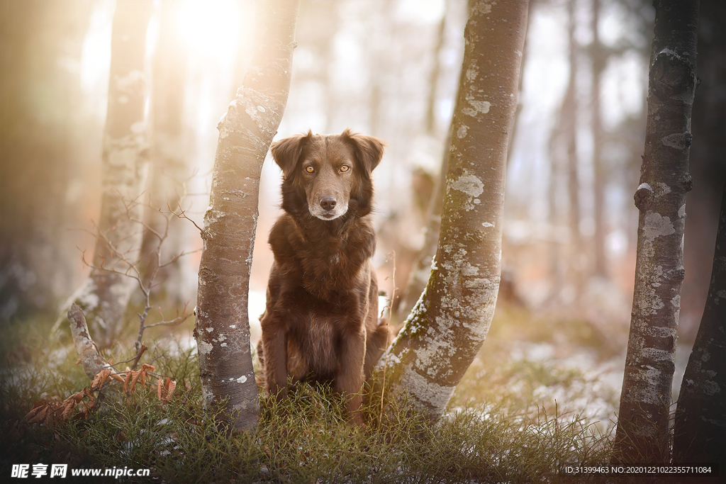 动物 宠物 狗 猫