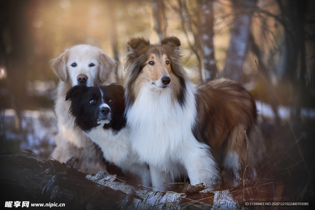 动物 宠物 狗 猫