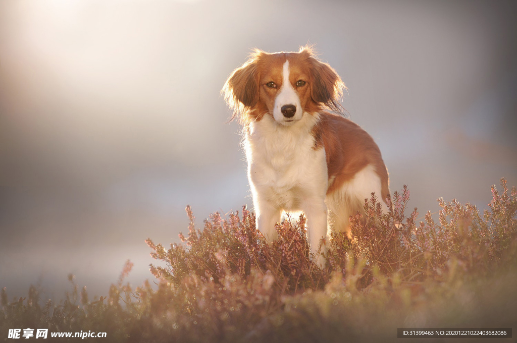 动物 宠物 狗 猫