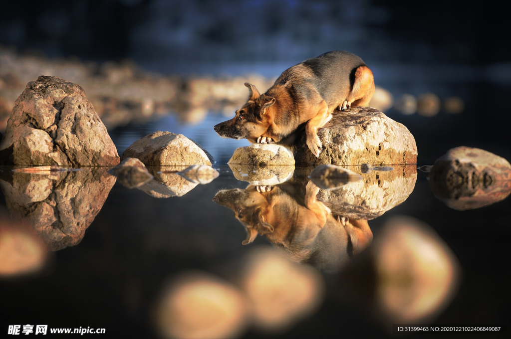 动物 宠物 狗 猫