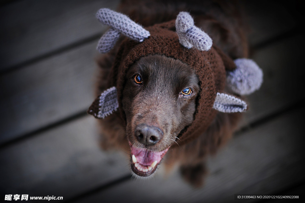 动物 宠物 狗 猫