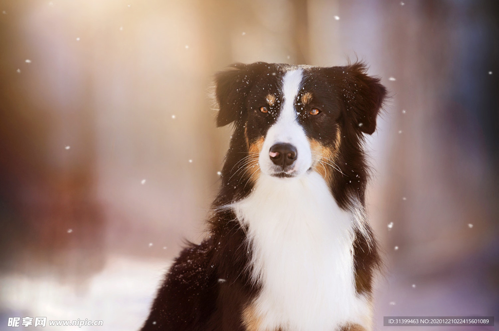 动物 宠物 狗 猫